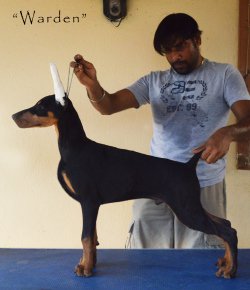 DogsIndia.com - Dobermann - Scarlex - Arun Kumar