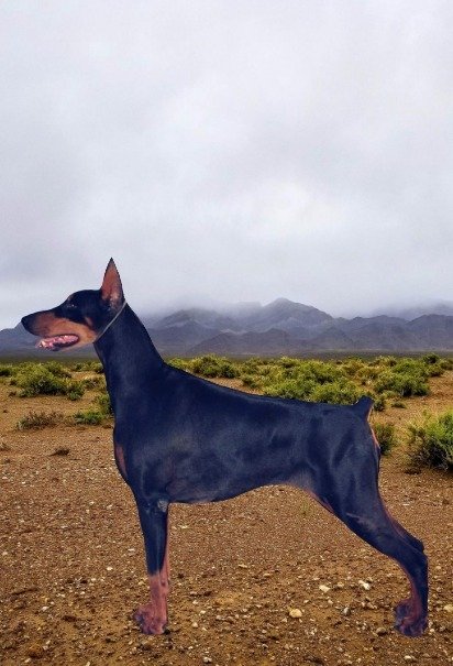 DogsIndia.com - Dobermann - Shyam