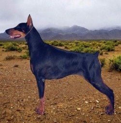 DogsIndia.com - Dobermann - Shyam