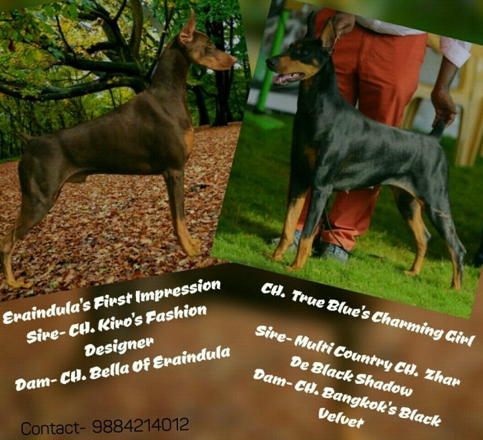 DogsIndia.com - Dobermann - Shyam