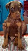 DogsIndia.com - Dobermann - Shyam