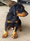 DogsIndia.com - Dobermann - Sumanth