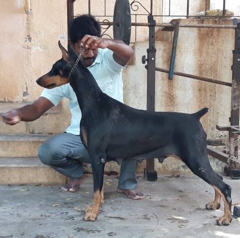 DogsIndia.com - Dobermann - Thirumurugan