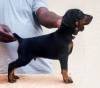 DogsIndia.com - Dobermann - Thirumurugan