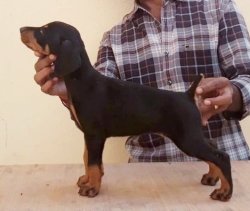 DogsIndia.com - Dobermann - Thirumurugan