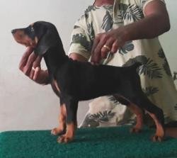 DogsIndia.com - Dobermann - Thirumurugan