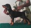 DogsIndia.com - Dobermann - Thirumurugan