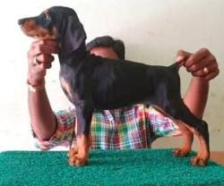 DogsIndia.com - Dobermann - Thirumurugan