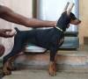 DogsIndia.com - Dobermann - Thirumurugan