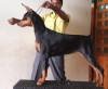DogsIndia.com - Dobermann - Thirumurugan