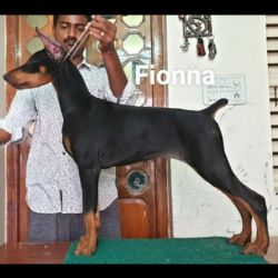 DogsIndia.com - Dobermann - Thirumurugan