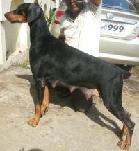DogsIndia.com - Dobermann Pinscher - Vinod