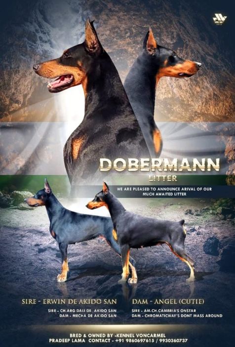 DogsIndia.com  Dobermann  Von Carmel Kennel