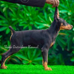 DogsIndia.com - Dobermann - Vemo Outriders Kenne