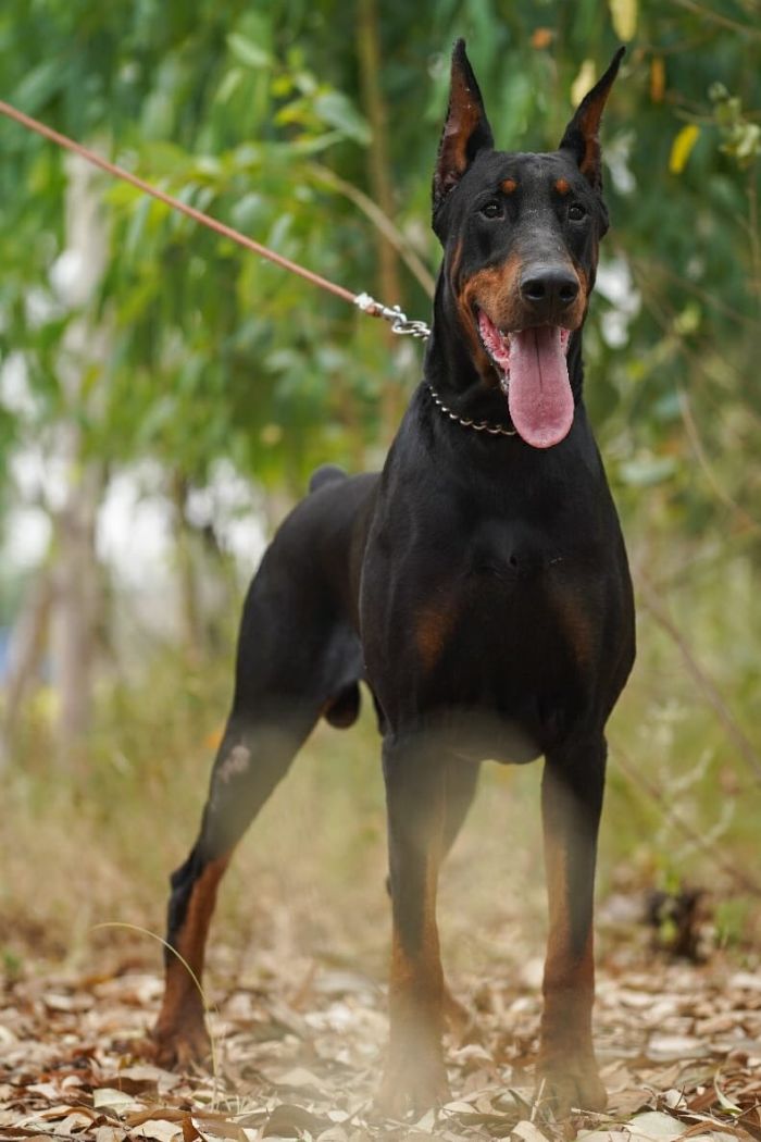 DogsIndia.com - Dobermann - Vemo Outriders Kennel