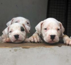 DogsIndia.com - Dogo Argentino - Aatif