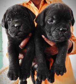 DogsIndia.com - Cane Corso - Aatif