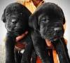 DogsIndia.com - Cane Corso - Aatif
