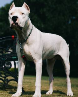 DogsIndia.com - Dogo Argentino - Kotwal