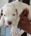 DogsIndia.com - Dogo Argentino - Kotwal