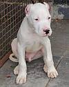 DogsIndia.com - Dogo Argentino - Kotwal