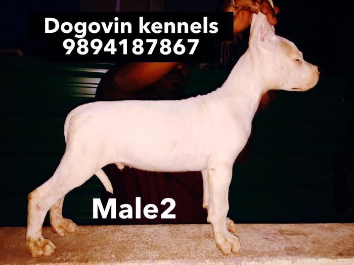 DogsIndia.com - Dogo Argentino - Argentine Mastiff - Dogovin Kennels