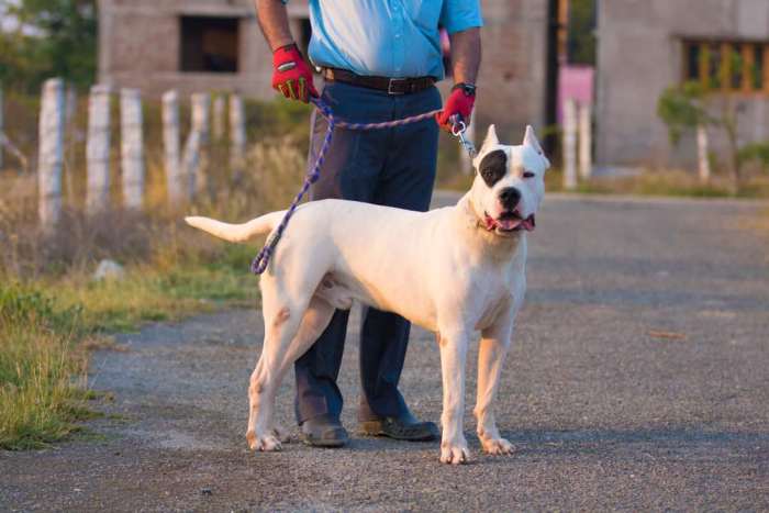 DogsIndia.com - Dogo Argentino - Argentine Mastiff - Dogovin Kennels