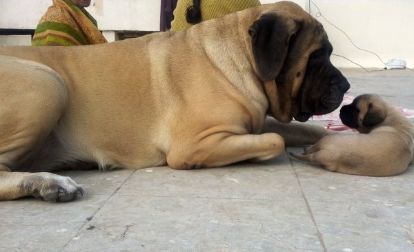 DogsIndia.com - English Mastiff - Devraj, Masked Giant Kennel