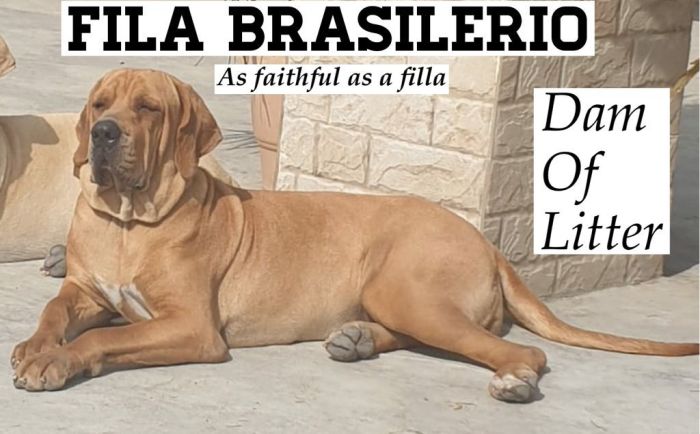 DogsIndia.com - Fila Brasileiro - Dr.Sayantan Patra