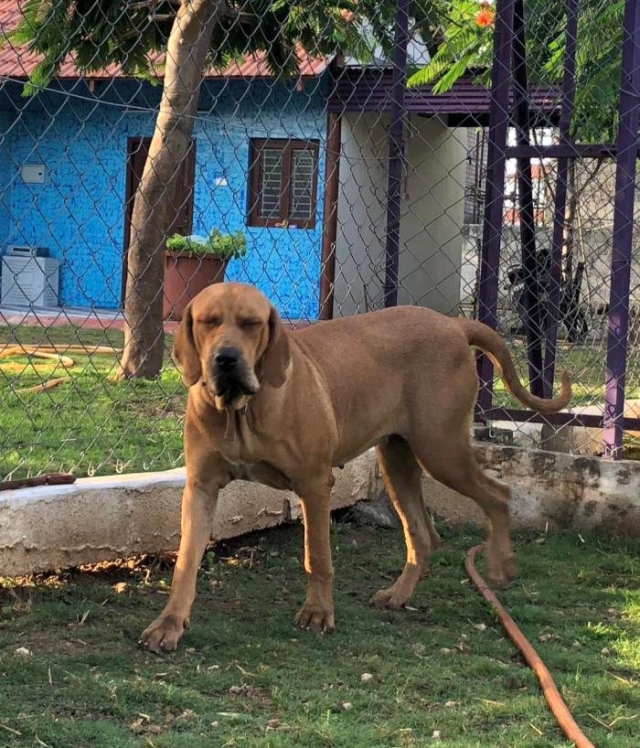 DogsIndia.com - Fila Brasileiro - Vijay