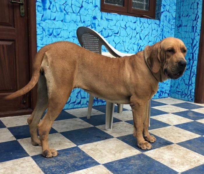 DogsIndia.com - Fila Brasileiro - Vijay