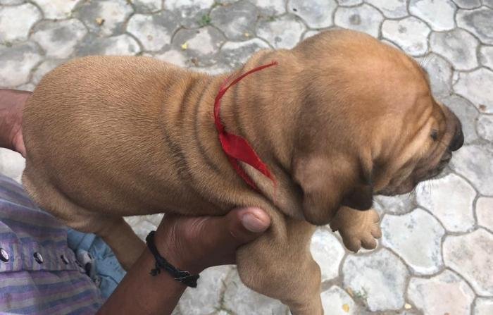 Litter Box - Fila Brasileiro - Vijay (Coimbatore)