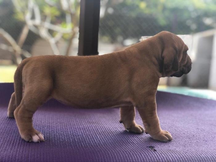 DogsIndia.com - Fila Brasileiro - Vijay