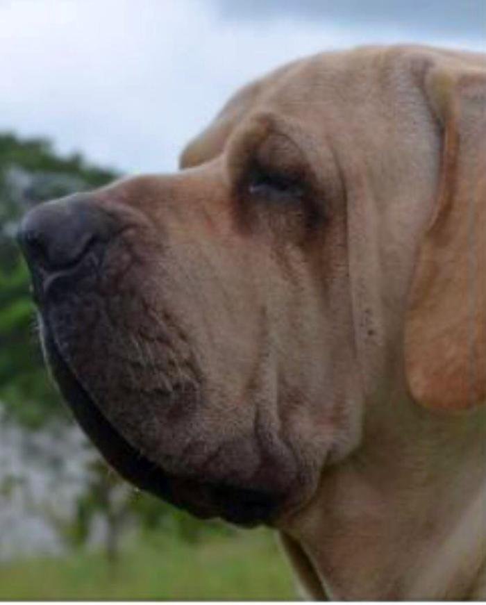 DogsIndia.com - Fila Brasileiro - Vijay