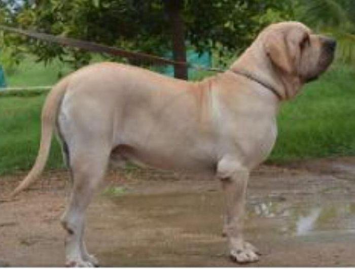 Promising quality Fila Brasileiro puppies Available Contact Grasp kennels -  75503 86167 Location - Coimbatore📍Tamilnadu @fila_brasi