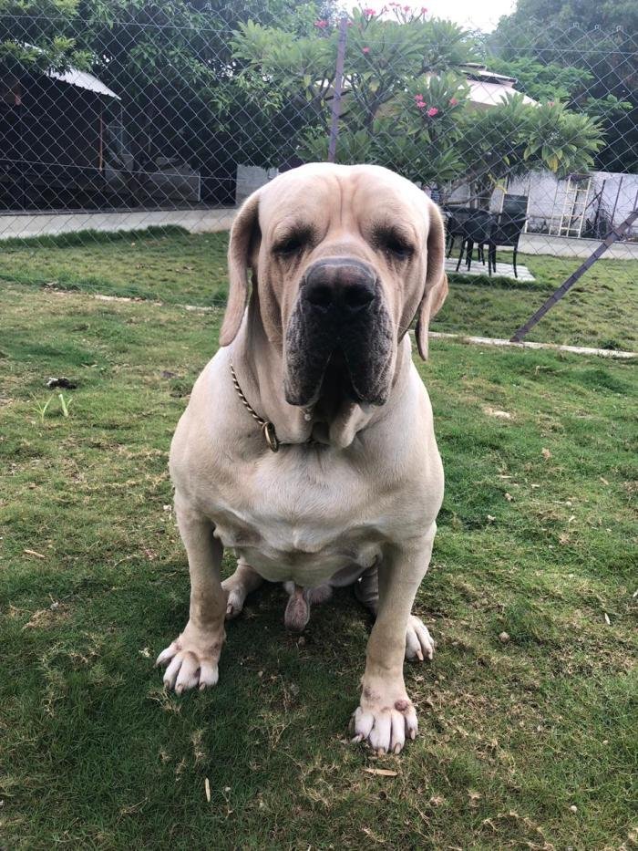 Litter Box - Fila Brasileiro - Vijay (Coimbatore)