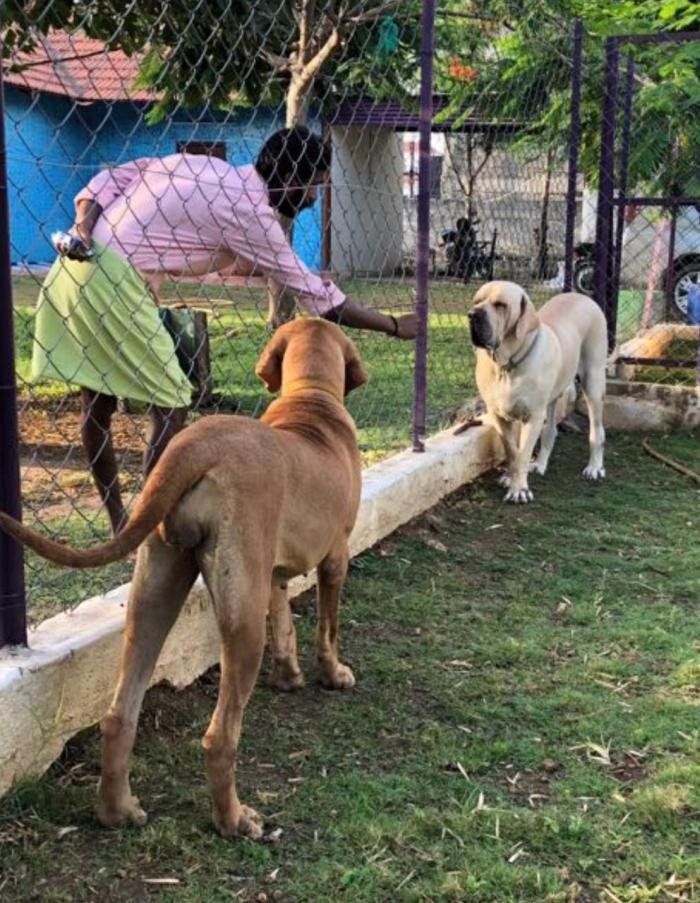 Promising quality Fila Brasileiro puppies Available Contact Grasp kennels -  75503 86167 Location - Coimbatore📍Tamilnadu @fila_brasi