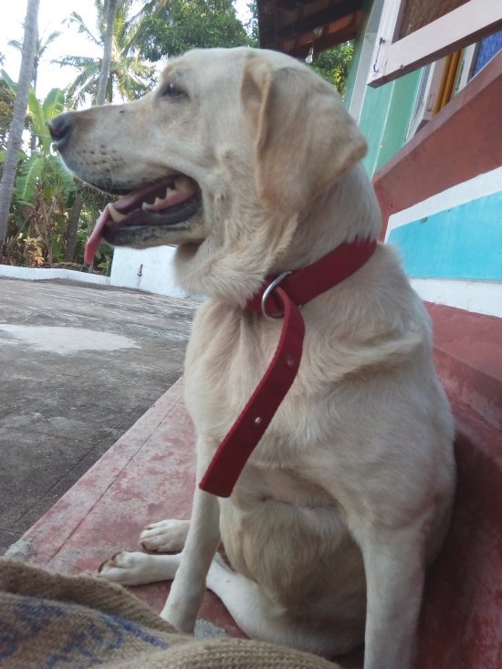 DogsIndia.com - Labrador Found in Mangalore
