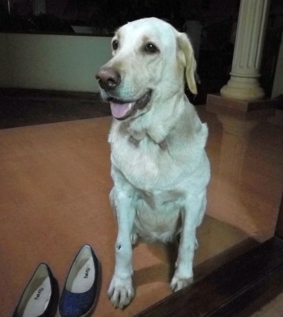 DogsIndia.com - Labrador Found in Mangalore