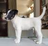 DogsIndia.com - Fox Terrier - Abbheraj Singh