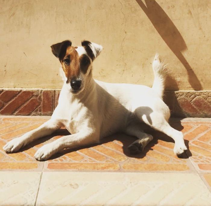 DogsIndia.com - Fox Terrier Smooth Coat - Aridaman
