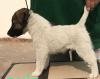 DogsIndia.com - Fox Terrier Smooth Coat - Aridaman