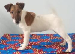 DogsIndia.com - Fox Terrier Smooth - Laxman