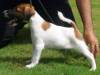 DogsIndia.com - Fox Terrier Smooth - Laxman 