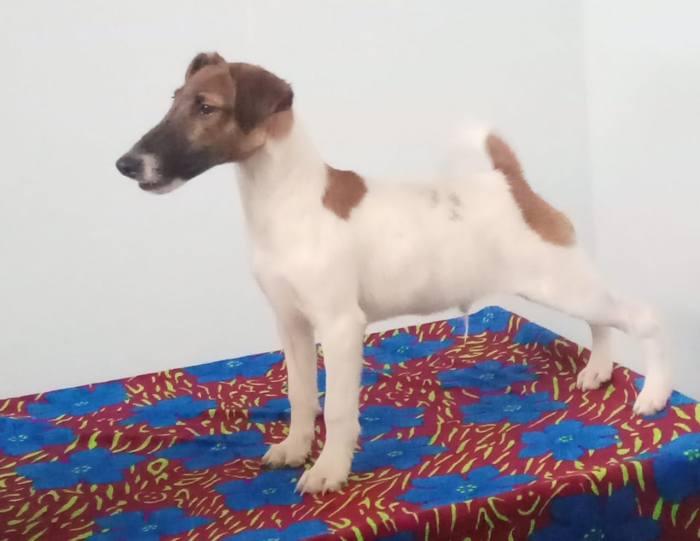 DogsIndia.com - Fox Terrier Smooth - Laxman 