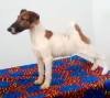 DogsIndia.com - Fox Terrier Smooth - Laxman