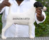 DogsIndia.com - Smooth Fox Terriers - Raghlin's SFTs - R.Vijayaraghavan
