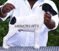DogsIndia.com - Smooth Fox Terriers - Raghlin's SFTs - R.Vijayaraghavan
