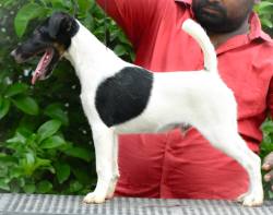 DogsIndia.com - Smooth Fox Terriers - Raghlin's SFTs - R.Vijayaraghavan