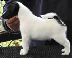 DogsIndia.com - Fox Terrier (Smooth) - Ramesh Yadav